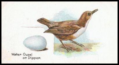 30 Water Ouzel or Dipper